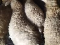 Sheep, Sheep — photo 4