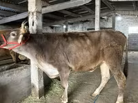 Vaca, Swiss cattle — foto 2