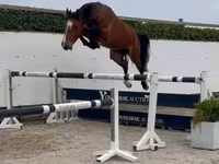 Cavalo, Cavalos — foto 1