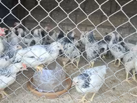 Chickens — photo 3