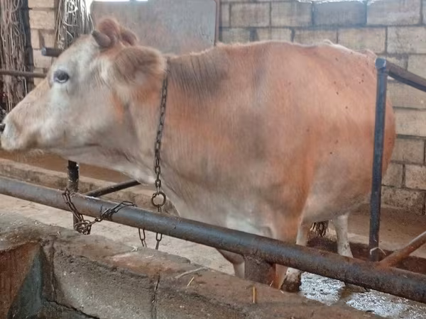 İnək, Simmental cattle
