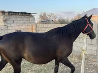 母马, Horses — 照片 4