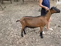 Koza, Alpine goat — foto 2