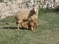 公羊, Sheep — 照片 1