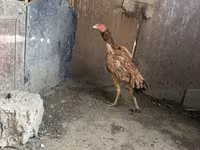 Chickens — foto 4