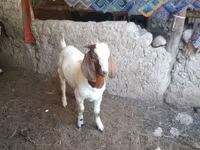 Billy Goat, Boer goat — photo 2