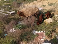 Qoyun, Qoyunlar — foto 1