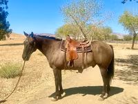 At, Quarter Horse — foto 3