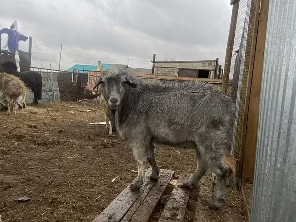 Kozel, Alpine goat