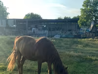 Koń, Konie — zdjęcie 3