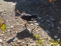 Guinea fowl — foto 3