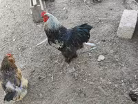 Brahma — photo 4