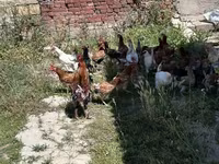Chickens — photo 1