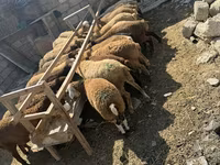 भेड़ें (लॉट, लिंग निर्दिष्ट नहीं), भेड़ — फ़ोटो 4