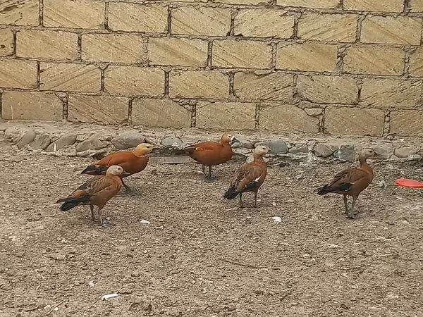 Guinea fowl