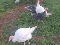 Turkeys — फ़ोटो 3