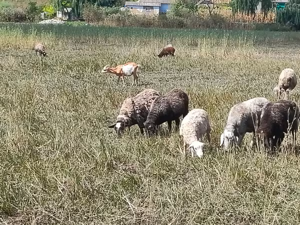 Qoyun, Romanov sheep