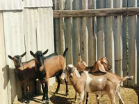 Billy Goat, Nubian Goat — photo 1