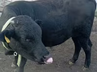 Bull, Swiss cattle — photo 2