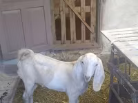 Keçi, Beetal goats — foto 8