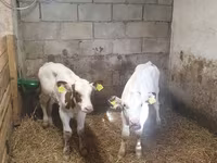 Býk, Simmental cattle — foto 3