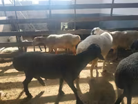 Qoç, Suffolk sheep — foto 8