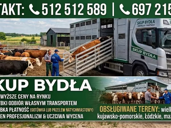 Bydło (partia, płeć nieokreślona), Simmental cattle
