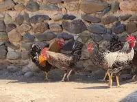 Chickens — Foto 2