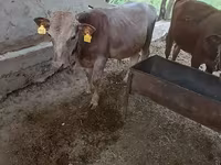 Bull, Simmental cattle — photo 3