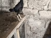 Chickens — photo 2