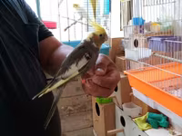 Korella əl qusu 3 ayliq əldə oynuyur Tam vitaminli qusdu dişidi Real — photo 2