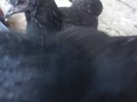 جيرسي جاينت — الصورة 5