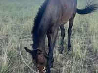 At, Thoroughbred horse — foto 4