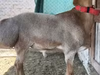 كبش, Rhon sheep — الصورة 8
