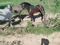 Horse (M), Horses — photo 4