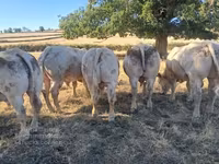 Buğa, Kasta inəyi — foto 7