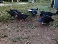 Ducks — الصورة 2