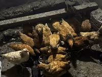 Chickens — foto 2