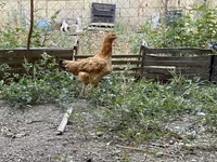 Brahma — foto 2