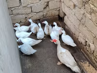 Domestic Muscovy — photo 1