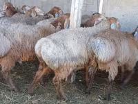 Qoʻchqor, Arashan sheep — 3-rasm