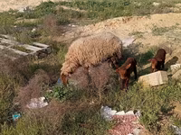 Qoyun, Qoyunlar — foto 3