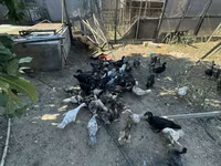 Ducks — फ़ोटो 2
