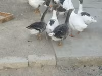 Geese — photo 4