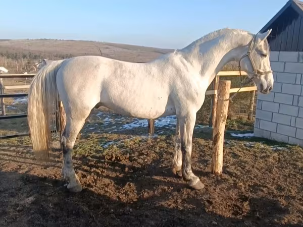 Horse (M), Horses