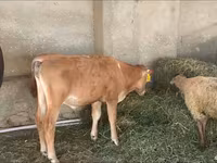 Bull, Cattle — photo 2