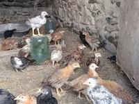 Chickens — foto 3