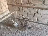 Ducks — photo 3