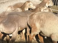 Qoʻchqor, Arashan sheep — 1-rasm