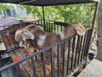 Sheep (batch, sex not specified), Sheep — photo 5